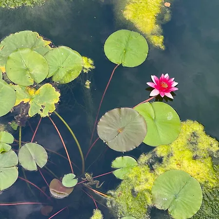 Lakepark Garden With Swimming Pool & Park * Bekecs