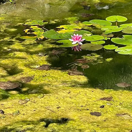 דירה Lakepark Garden With Swimming Pool & Park Bekecs